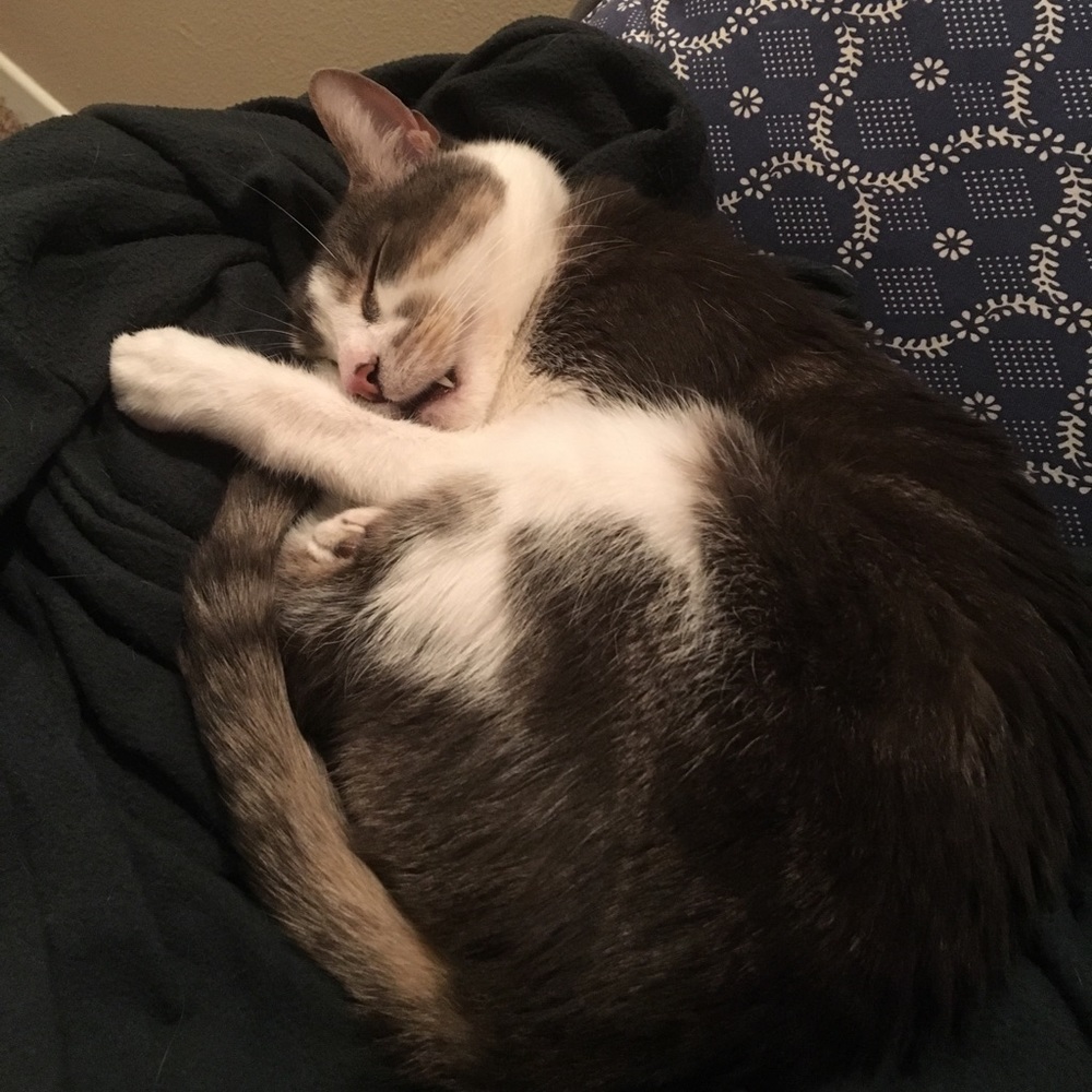 Pet-friendly, Smoke-free Home